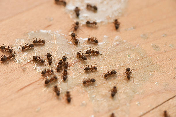 Best Termite Control Services  in Wyndmoor, PA